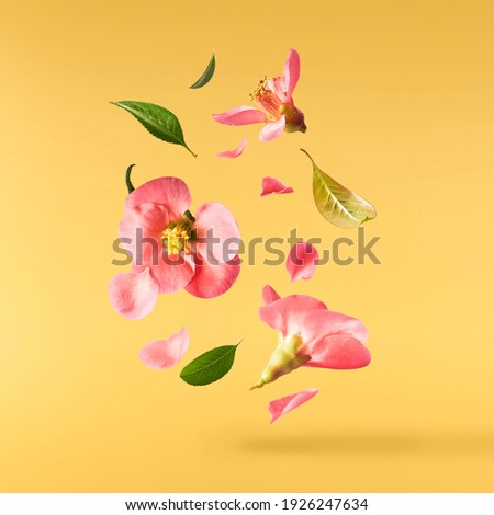 A beautiful image of sping pink flowers flying in the air on the yellow background. Levitation conception. Hugh resolution image
