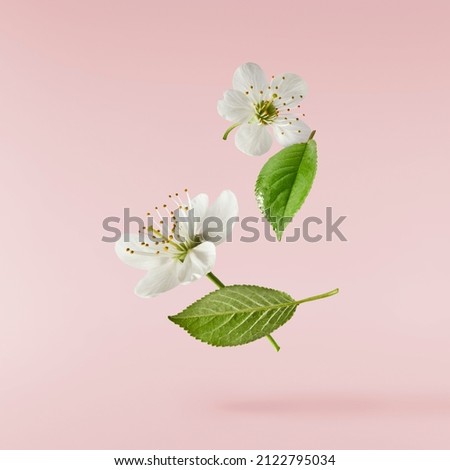A beautiful image of sping white cherry flowers flying in the air on the pastel pink background. Levitation conception. Hugh resolution image