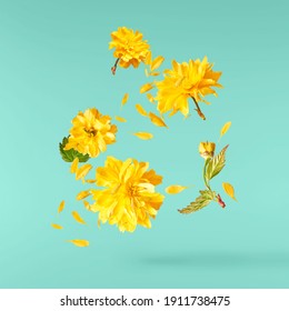 A beautiful image of sping yellow dandelion flowers flying in the air on the pastel turquoise background. Levitation conception. Hugh resolution image
