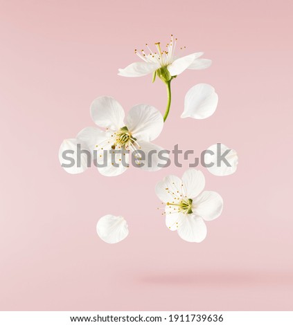 A beautiful image of spring white cherry flowers flying in the air on the pastel pink background. Levitation conception. High resolution image