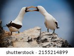 A beautiful image of two Masked Booby