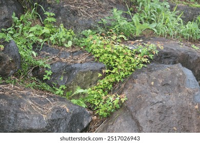 Beautiful image of water droplets on maple leaves blooming on the Daecheongcheon Stream trail - Powered by Shutterstock