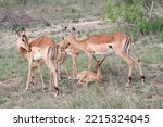 Beautiful Impala antelope on the savannah. Impala in Tarangire National Park, Tanzania Africa