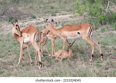 Beautiful Impala antelope on the savannah. Impala in Tarangire National Park, Tanzania Africa