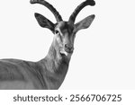 Beautiful impala photo in white background