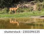A beautiful impala ram reflected in a pool of water