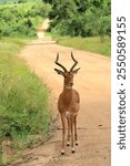 Beautiful impala ram standing in the road in africa. 