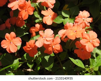 Beautiful impatiens flowers growing in a garden, in Cecil County, Maryland.
