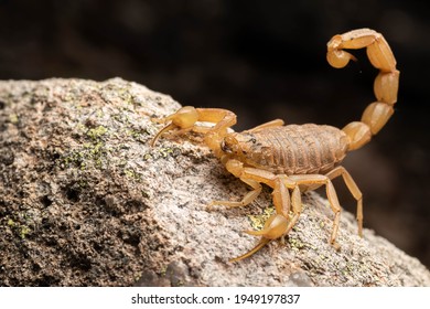 Beautiful and imposing common yellow scorpion on a rock