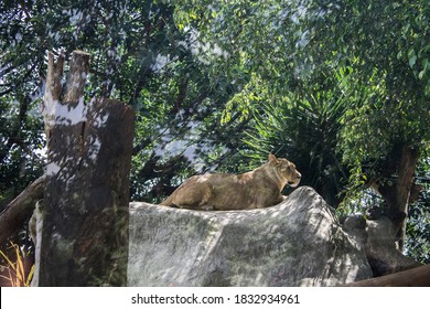 beautiful and imposing lioness in the zoo - Shutterstock ID 1832934961