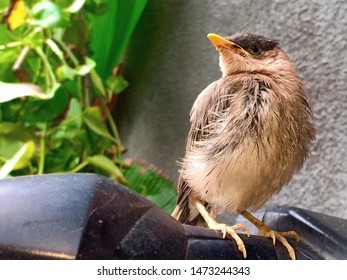 Myna With Baby Myna Images Stock Photos Vectors Shutterstock
