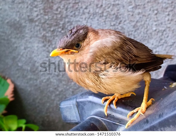 Beautiful Indian Baby Myna Bird Stock Photo Edit Now