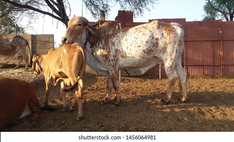 Beautiful Indian Gir Cow captured at Rachana Agro Farm, Pune