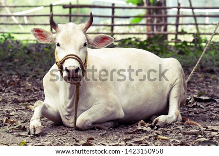 Beautiful Indian holy white cow zebu lies peacefully in the rainforest. portrait of Indian white humpback cow. Indian village scenery with snow-white cow