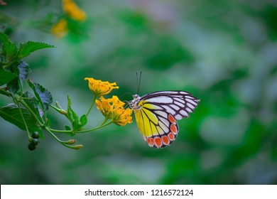 Beautiful Indian Jezebel Butterfly sitting on the flower plant in its natural habitat - Shutterstock ID 1216572124