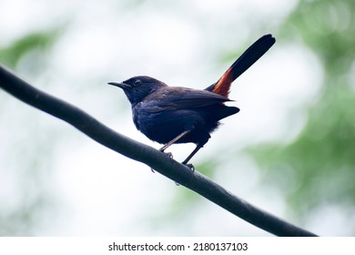 A Beautiful Indian Robin Bird