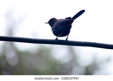 A Beautiful Indian Robin Bird