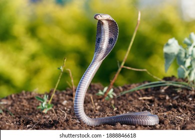 A beautiful Indian Spectacled Cobra snake in green background in nature in early morning light during sunrise. 