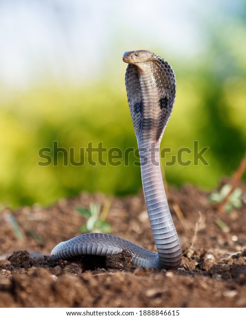 A\
beautiful Indian Spectacled Cobra snake in green background in\
nature in early morning light during sunrise.\
