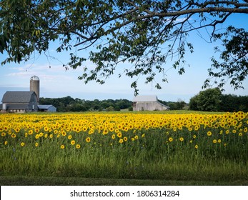 Beautiful Indiana Sunflower Farm With Silo 