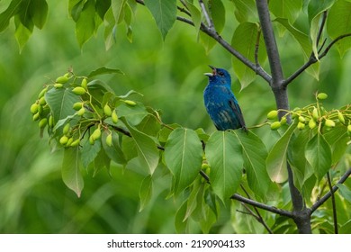 Beautiful Indigo Bunting signing in a park. - Shutterstock ID 2190904133