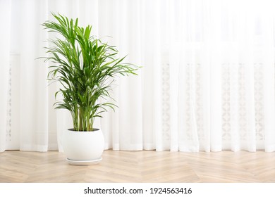 Beautiful Indoor Palm Plant On Floor In Room, Space For Text. House Decoration