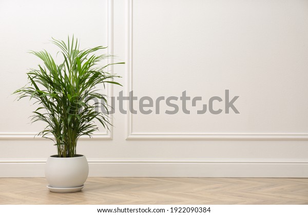 Beautiful indoor palm plant on floor in room,\
space for text. House\
decoration