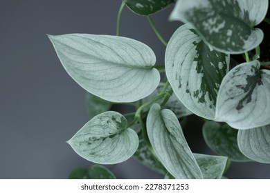 Beautiful indoor plant Scindapsus pictus 'Silver Ann' on gray background.