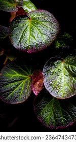 beautiful indoor plants leaves botanical - Shutterstock ID 2364743473