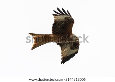 Similar – Awesome bird of prey in flight