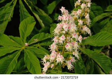 Beautiful inflorescences of blooming chestnut tree and green leaves in urban gardening, public park. Beautiful flowering pink and white flowers of Horse-chestnut (Aesculus hippocastanum, Conker tree).