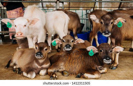 Beautiful Innocent Face Young Asian Water Buffalos Staring To Camera In Local Dairy Farm In Southeast Asia, Laos Or Thailand