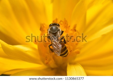 Similar – Foto Bild Schwebfliege auf einer gelben Gartenblume