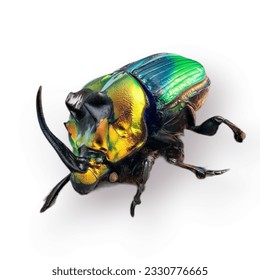 Beautiful insect bug white background png