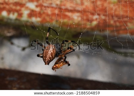 Beautiful insect in the nature habitat,A spider catches prey spider,A round radial web and a spider with its prey on a blurred background.Closeup  A spider is wrapping its prey with a web.