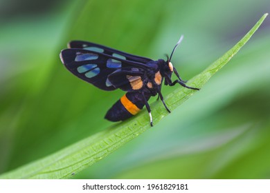 Beautiful insect siting on the leaf in green background. Macro photography. Insect stock photo.