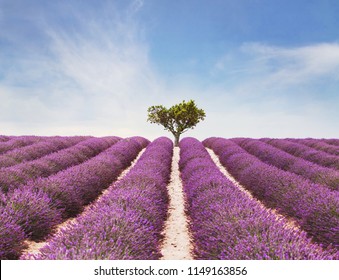 beautiful inspiring landscape, colorful beauty of nature, field of lavender flowers in bloom and lonely tree Stock Photo