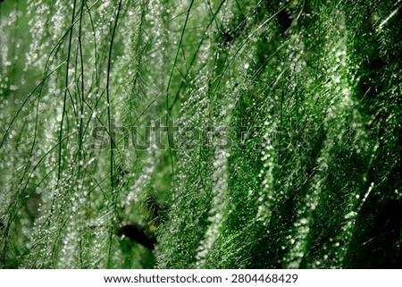 A beautiful interplay of light between strength and fragility. Raindrops in the sun.