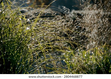A beautiful interplay of light between strength and fragility. Raindrops in the sun.
