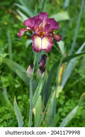 beautiful iris in bloom in a garden