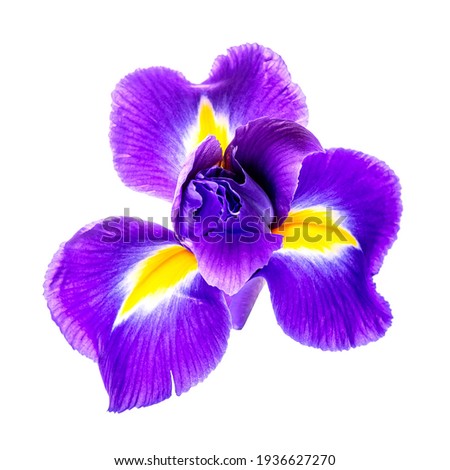 Beautiful iris flower isolated on white background