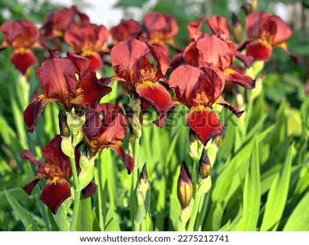 Beautiful iris flowers fleur de lys in the garden.