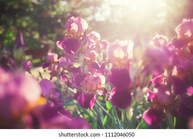 Beautiful Iris Flowers In The Garden At Sunset