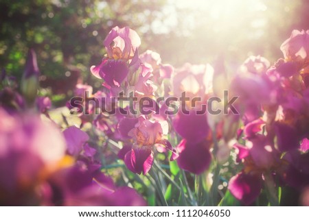 Beautiful iris flowers in the garden at sunset