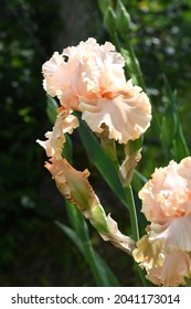 beautiful irises in bloom in a garden
