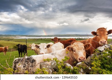 Beautiful Irish Landscape With Cows In The Meadow And A Rainbow In The Background