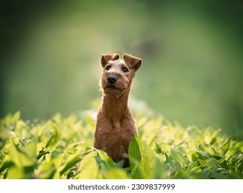 Beautiful irish terrier puppy portrait outdoor, green blurred background on glade of lilies of the valley - Powered by Shutterstock