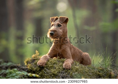 Beautiful irish terrier puppy portrait outdoor, green blurred background in the forest, on the moss