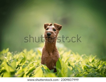 Beautiful irish terrier puppy portrait outdoor, green blurred background on glade of lilies of the valley