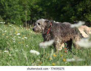 Beautiful Irish Wolfhound Running Summer Nature Stock Photo 774590275 ...